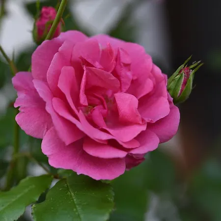 Toff * Schiefling am See